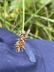 Carex spicata