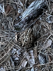 Anaxyrus americanus