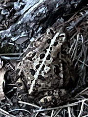 Anaxyrus americanus