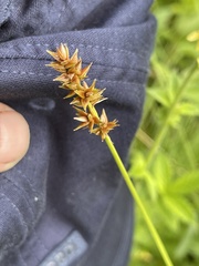 Carex spicata
