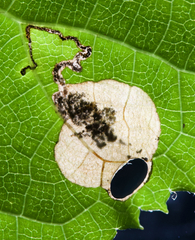 Aspilanta hydrangaeella