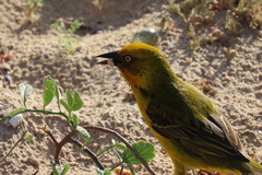 Ploceus capensis