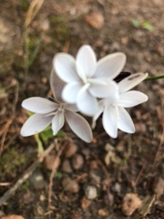 Hesperantha falcata