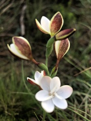 Hesperantha falcata