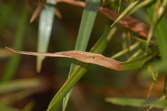 Taphrocerus gracilis