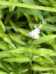 Murdannia keisak