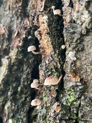 Mycena corticola