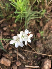 Hesperantha falcata