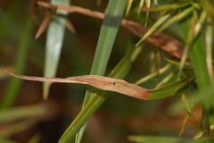 Taphrocerus gracilis