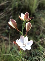 Hesperantha falcata