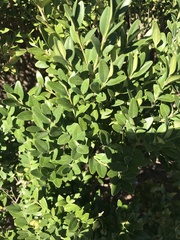Psylla buxi