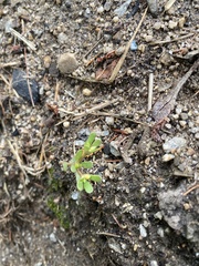 Portulaca oleracea