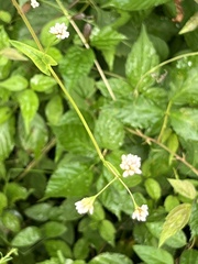 Persicaria sagittata