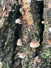 Mycena corticola