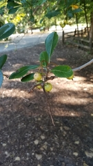 Crataegus crus-galli