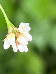 Persicaria sagittata