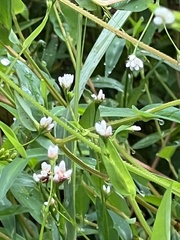 Persicaria sagittata