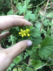 Geum macrophyllum
