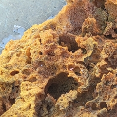 Metatrichia vesparium