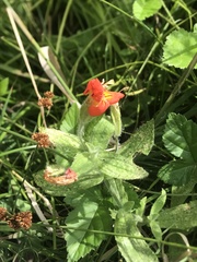 Erythranthe cardinalis