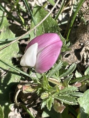 Ononis spinosa procurrens