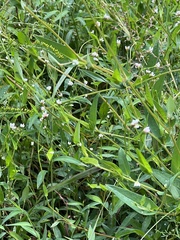 Persicaria sagittata