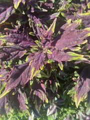 Dysphania ambrosioides