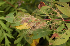 Saucrobotys futilalis