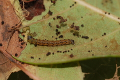 Saucrobotys futilalis