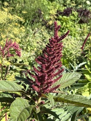 Amaranthus cruentus