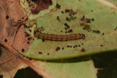 Saucrobotys futilalis