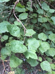 Physocarpus capitatus