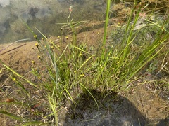 Xyris difformis