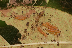 Saucrobotys futilalis