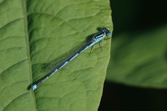 Erythromma lindenii