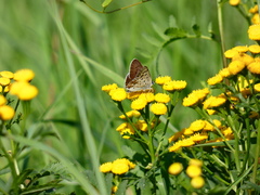 Lycaena tityrus