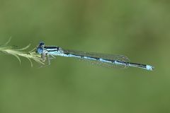 Erythromma lindenii