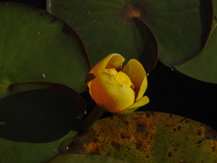 Nuphar variegata