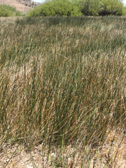 Juncus mexicanus