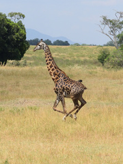 Giraffa camelopardalis tippelskirchi
