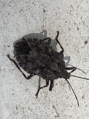 Brochymena quadripustulata
