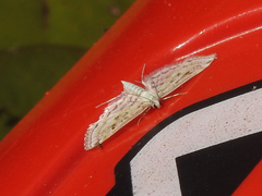 Parapoynx allionealis