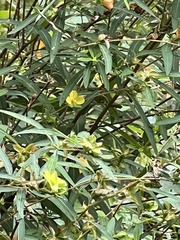 Ludwigia peploides