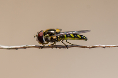 Allograpta hortensis