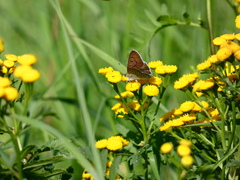 Lycaena tityrus