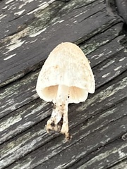 Conocybe tenera