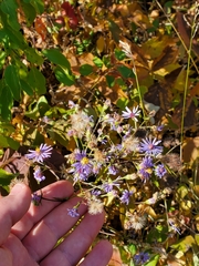 Symphyotrichum ciliolatum