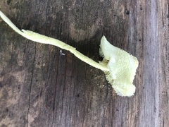 Leucocoprinus birnbaumii