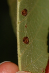 Caryomyia