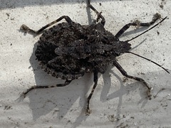 Brochymena quadripustulata